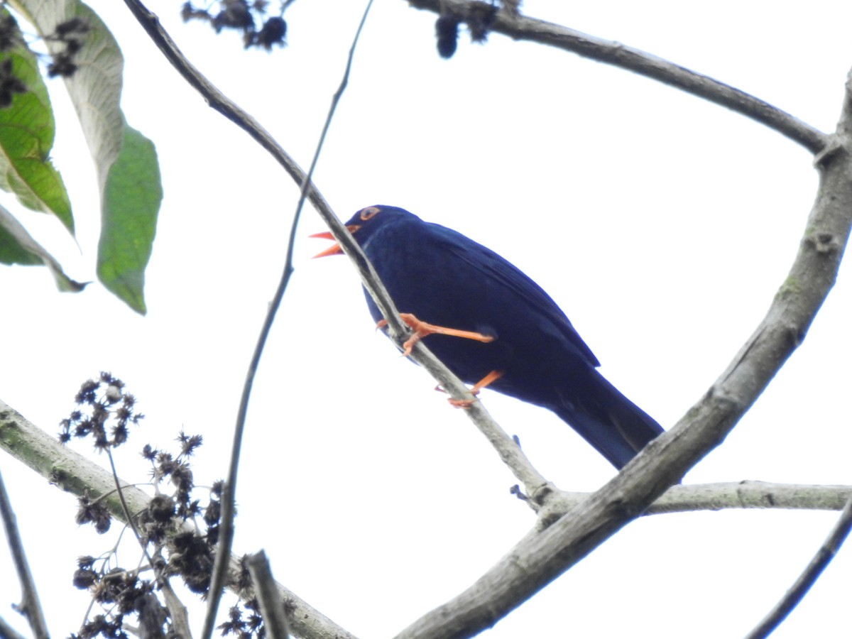 Glossy-black Thrush - ML646107294