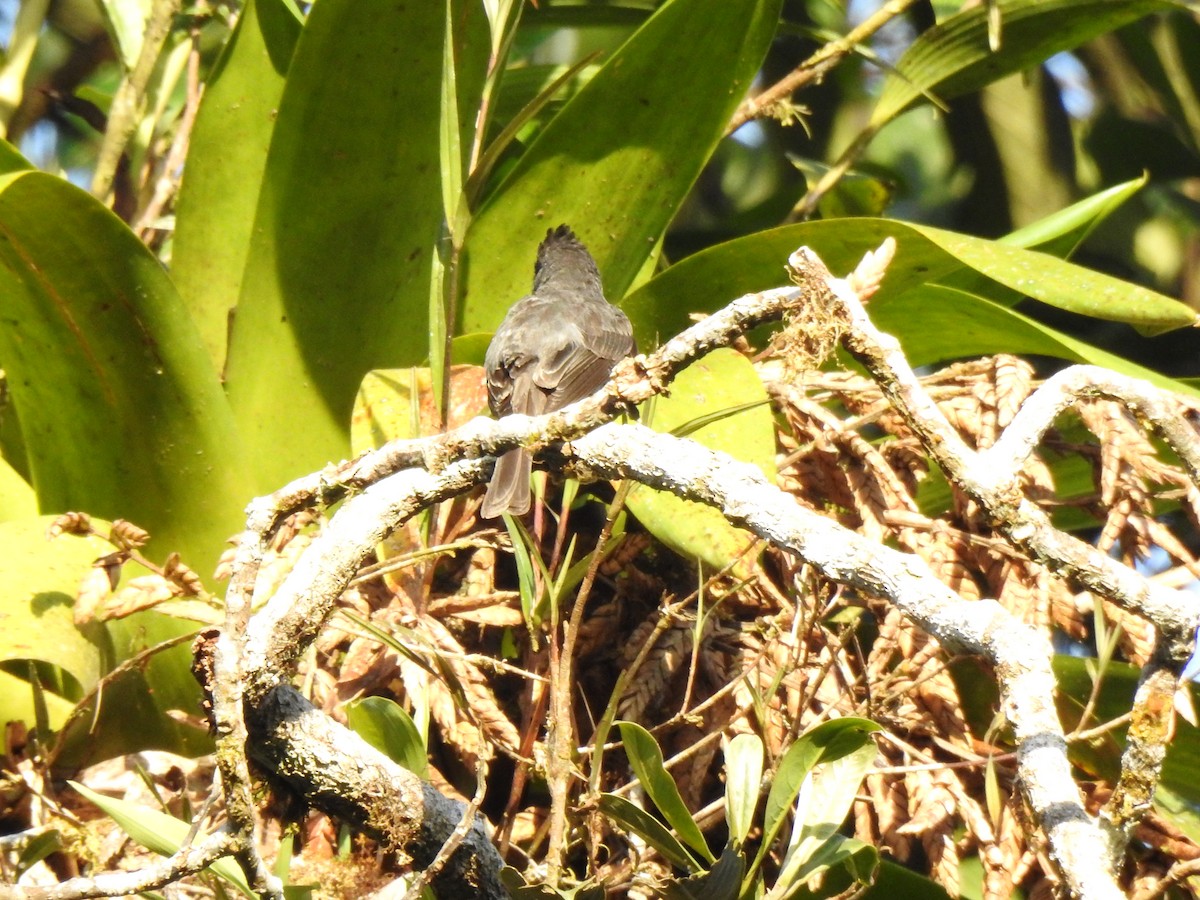 Smoke-colored Pewee - ML646107295