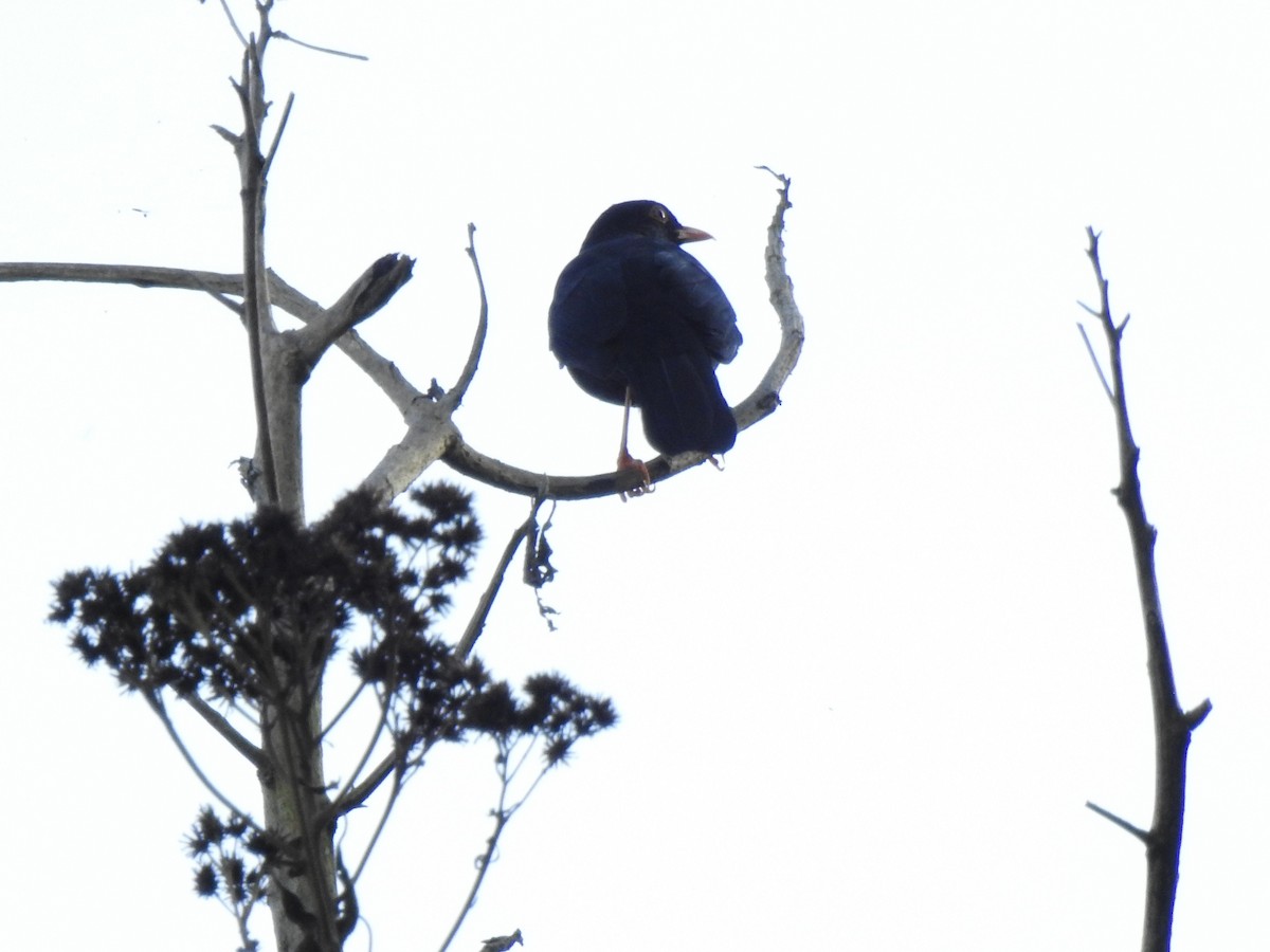 Glossy-black Thrush - ML646107296