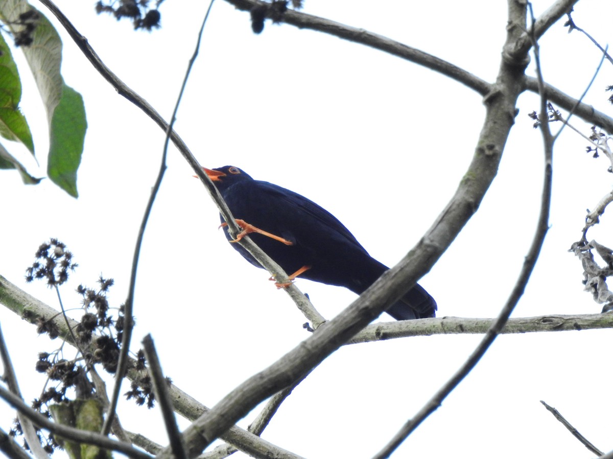 Glossy-black Thrush - ML646107297