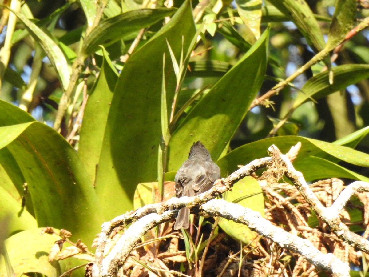 Smoke-colored Pewee - ML646107298