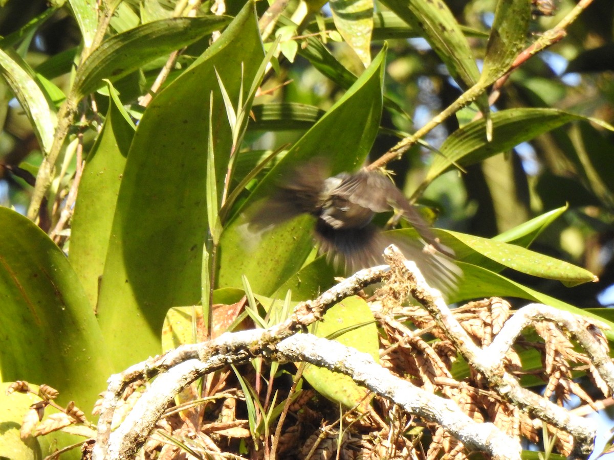 Smoke-colored Pewee - ML646107299