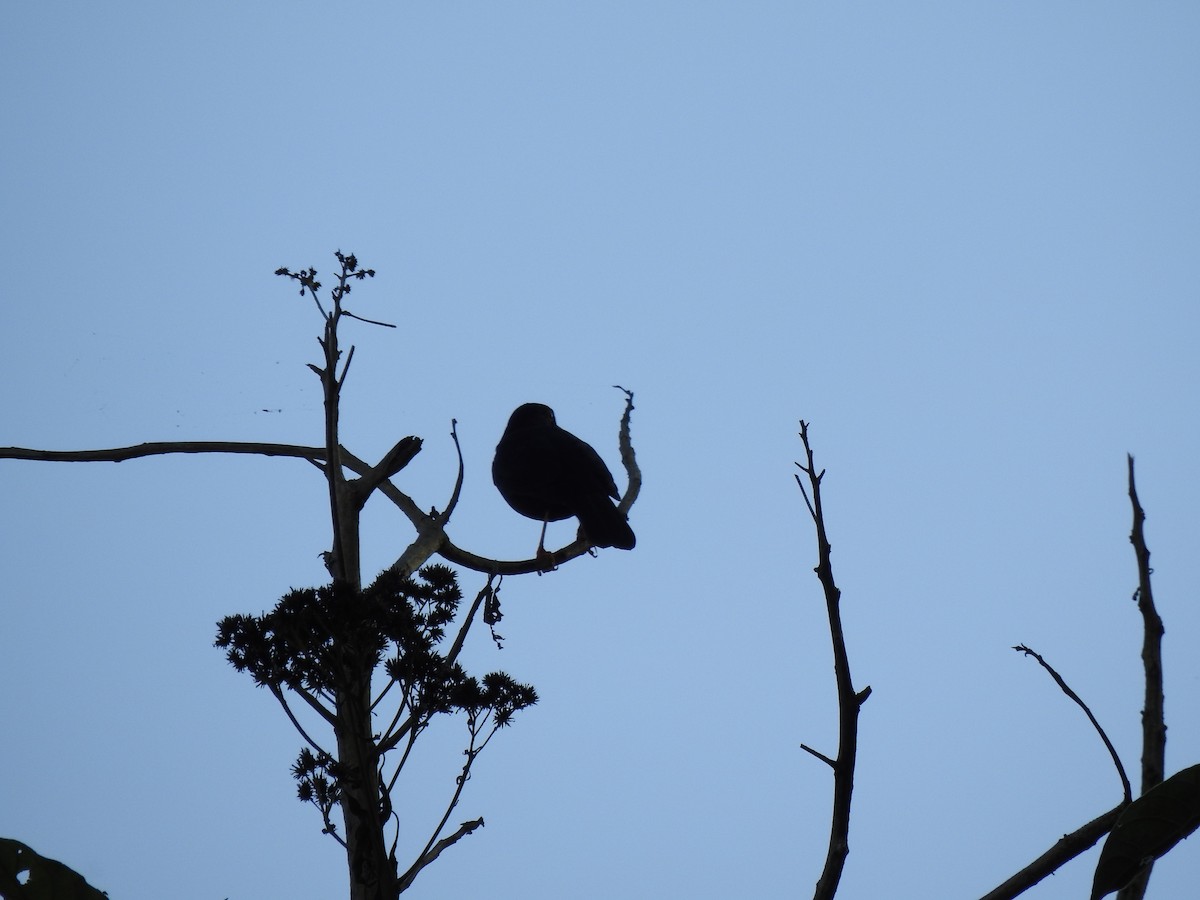 Glossy-black Thrush - ML646107300