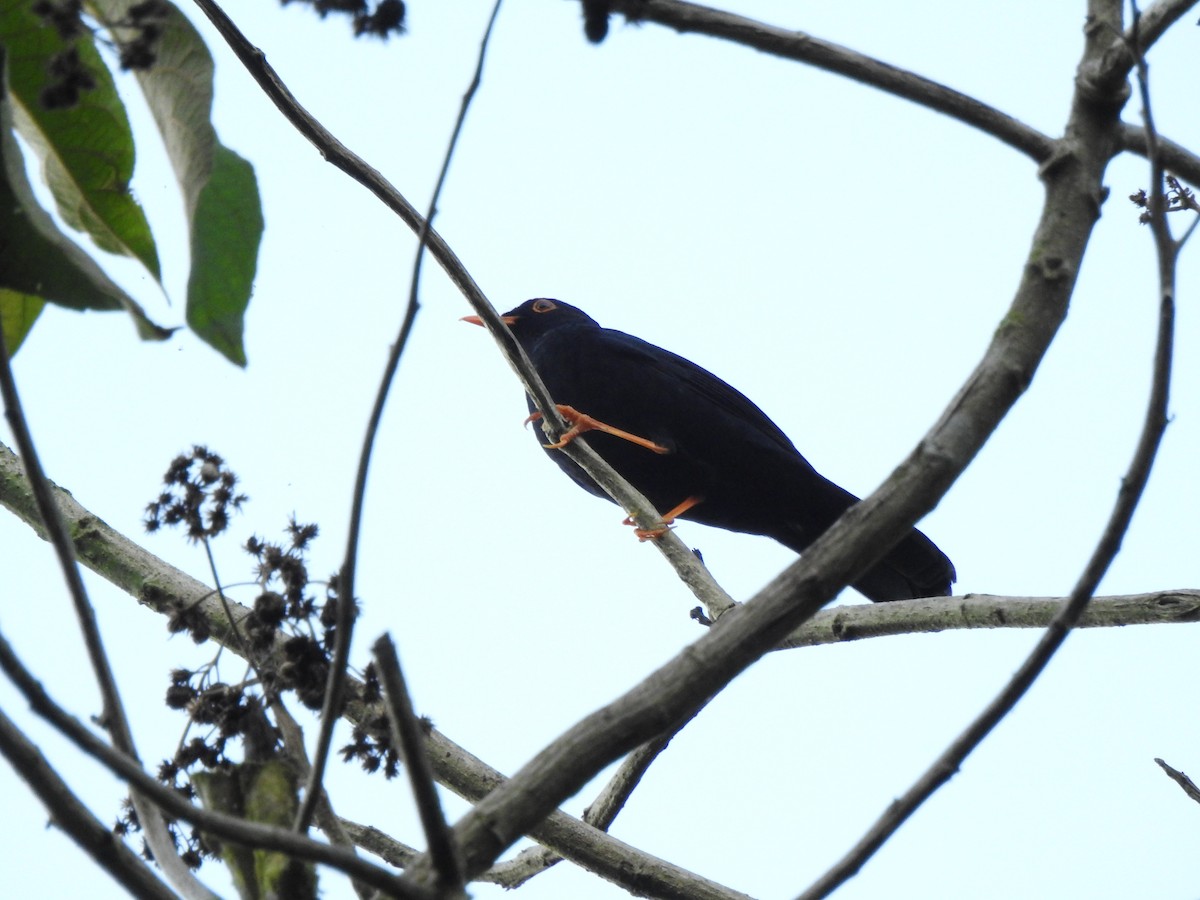 Glossy-black Thrush - ML646107301