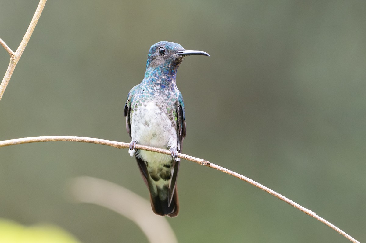 White-necked Jacobin - ML646107304