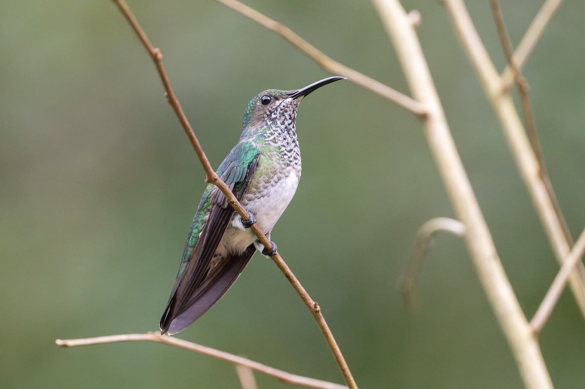 White-necked Jacobin - ML646107305
