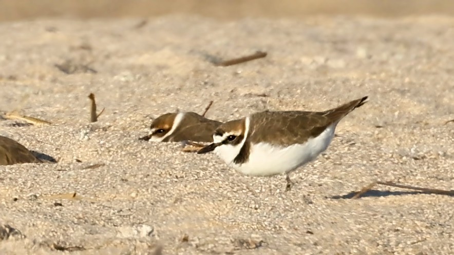 Пісочник морський - ML646107306