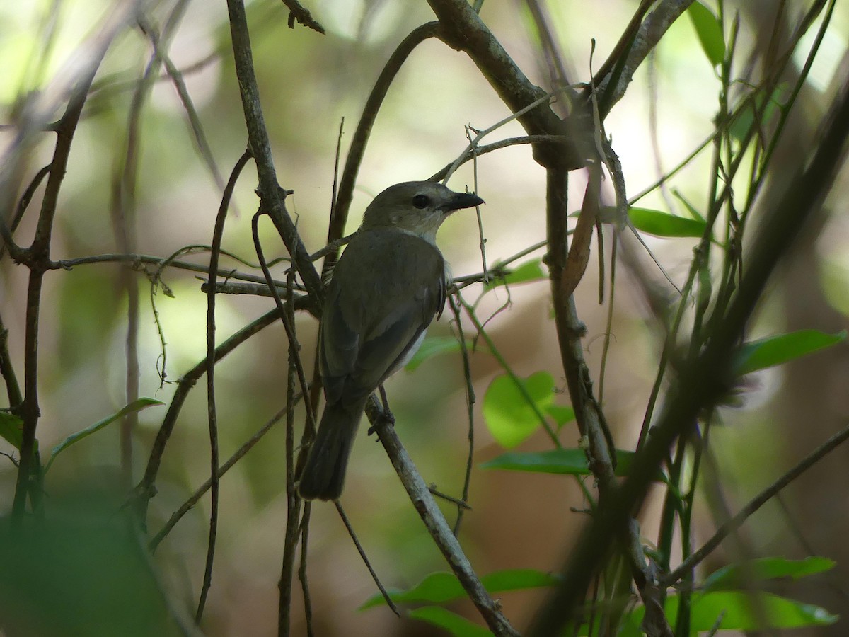 Silbador Simple - ML646107309