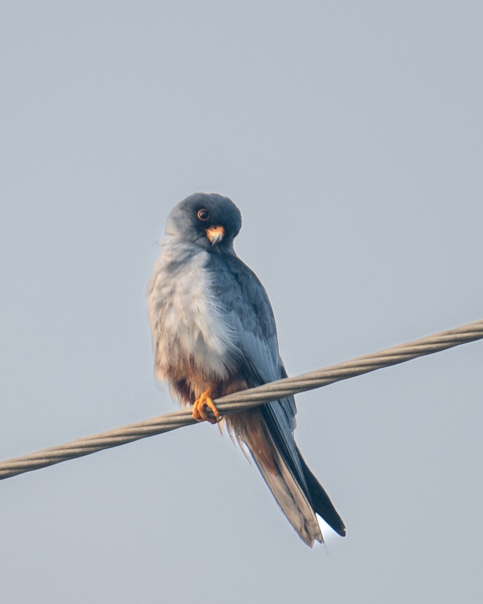 poštolka amurská - ML646107321