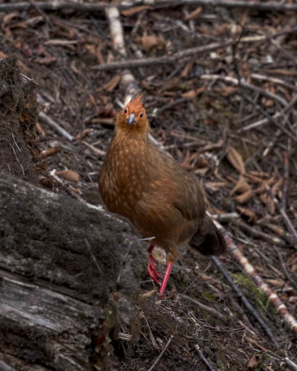 bažant krvavý - ML646107322