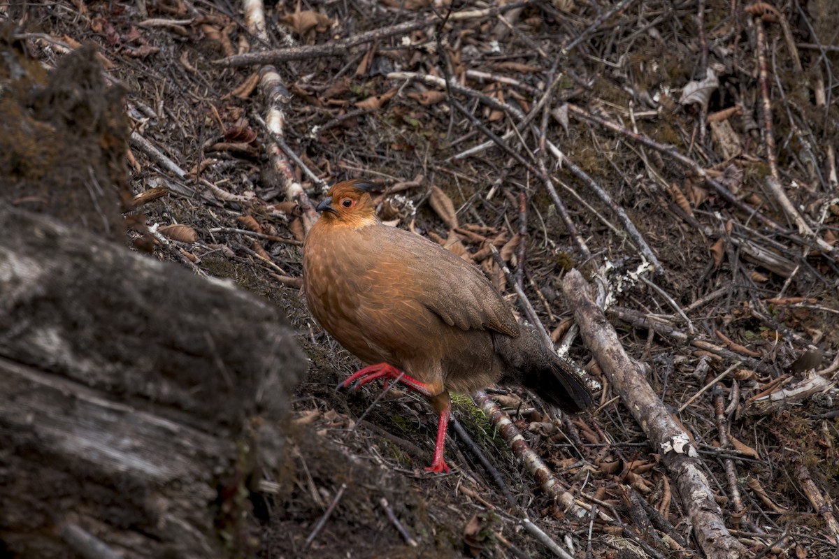 bažant krvavý - ML646107323