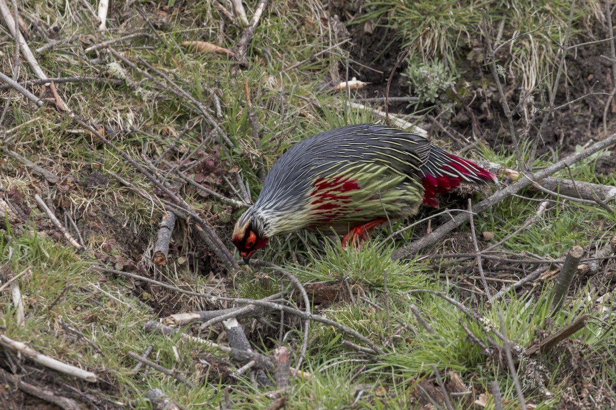 bažant krvavý - ML646107324