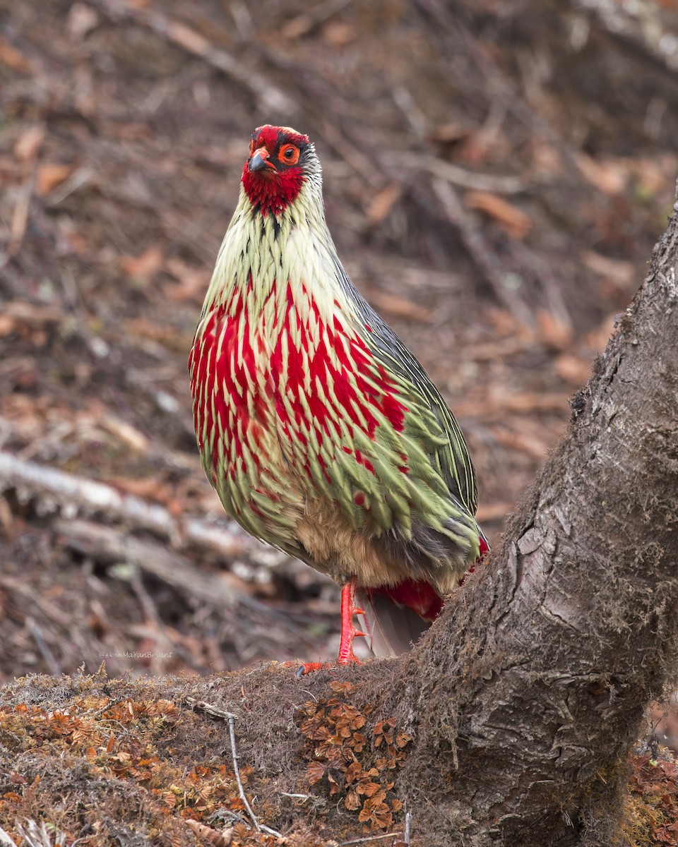 bažant krvavý - ML646107325