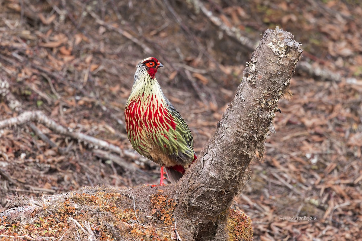 bažant krvavý - ML646107328