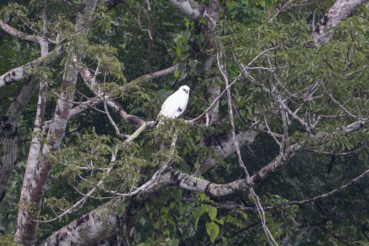 White Hawk - ML646107330