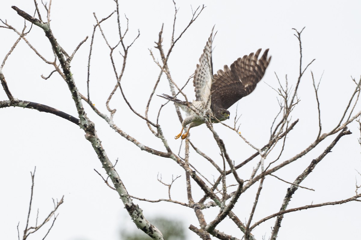 Double-toothed Kite - ML646107332