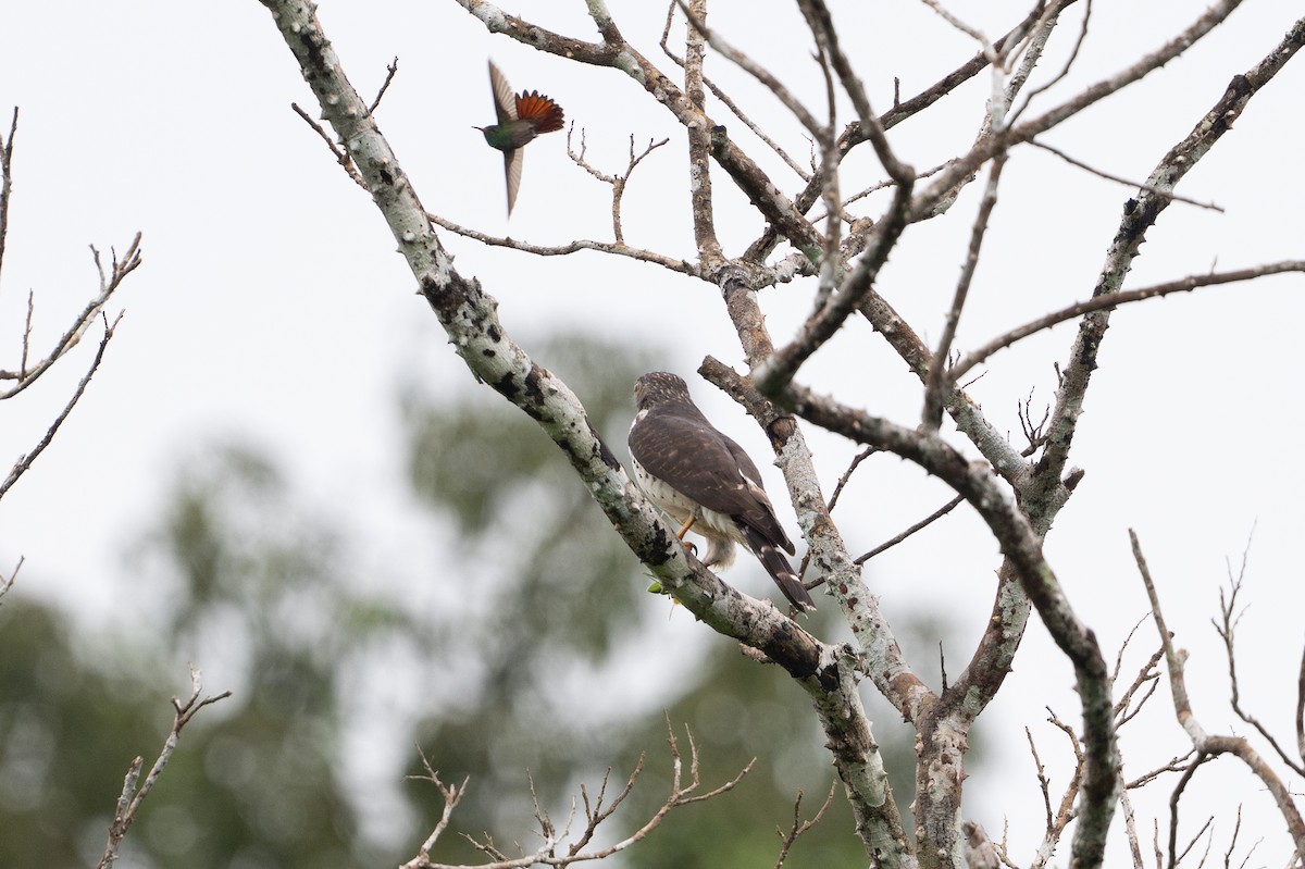 Double-toothed Kite - ML646107333