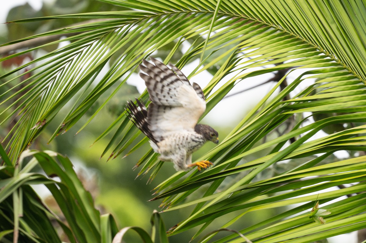 Double-toothed Kite - ML646107334