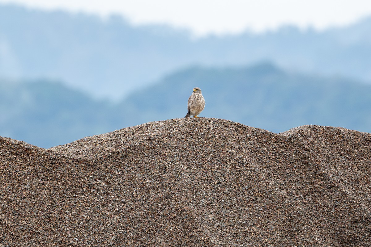 Roadside Hawk - ML646107335