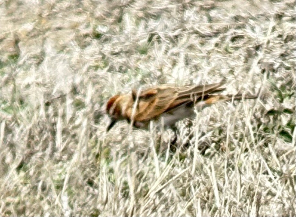 アフリカヒメコウテンシ - ML646107337