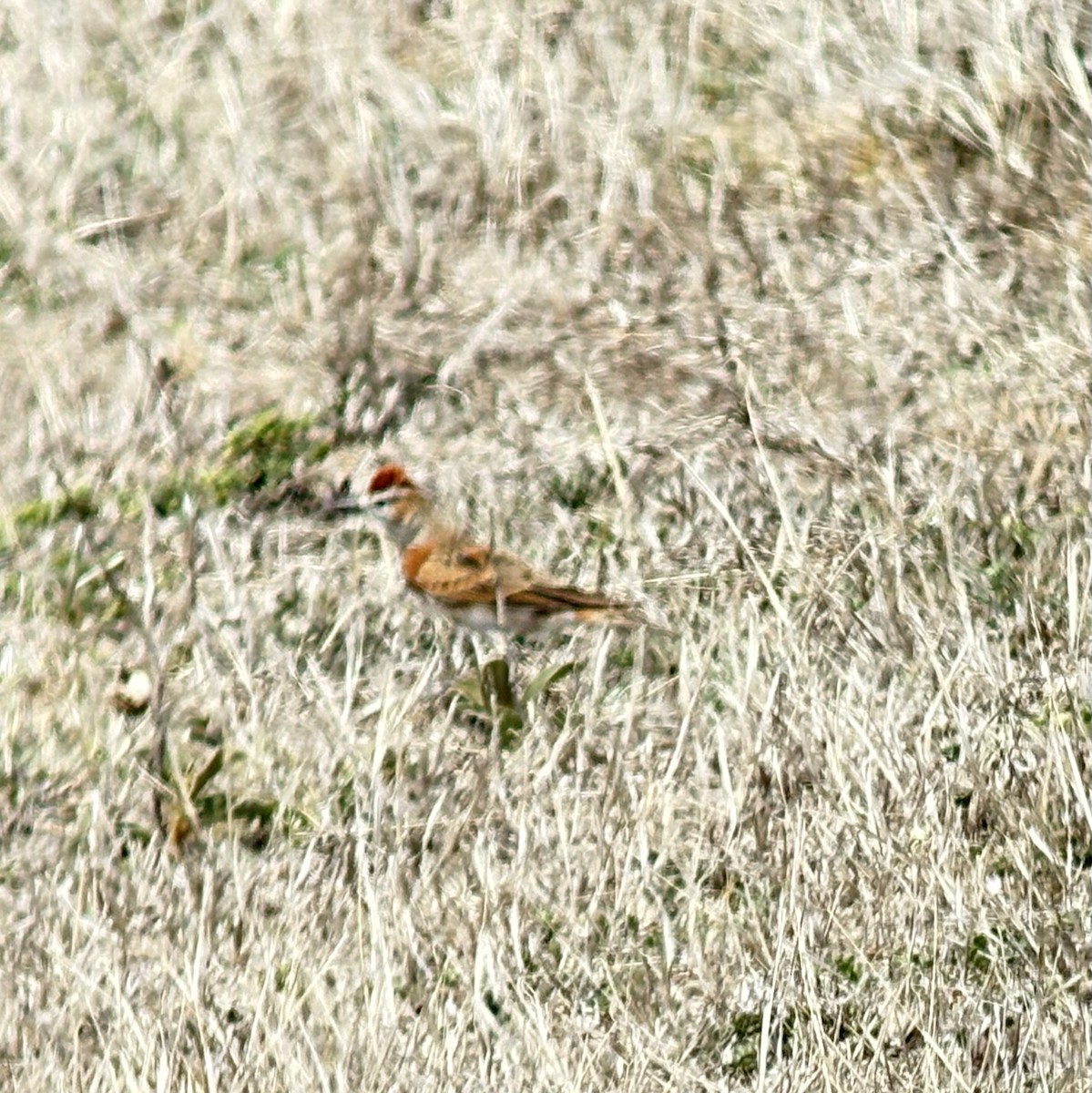 アフリカヒメコウテンシ - ML646107338