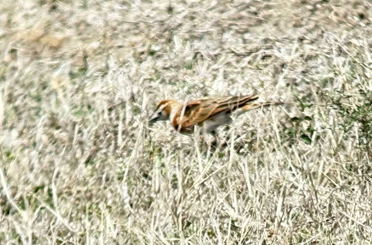 アフリカヒメコウテンシ - ML646107339