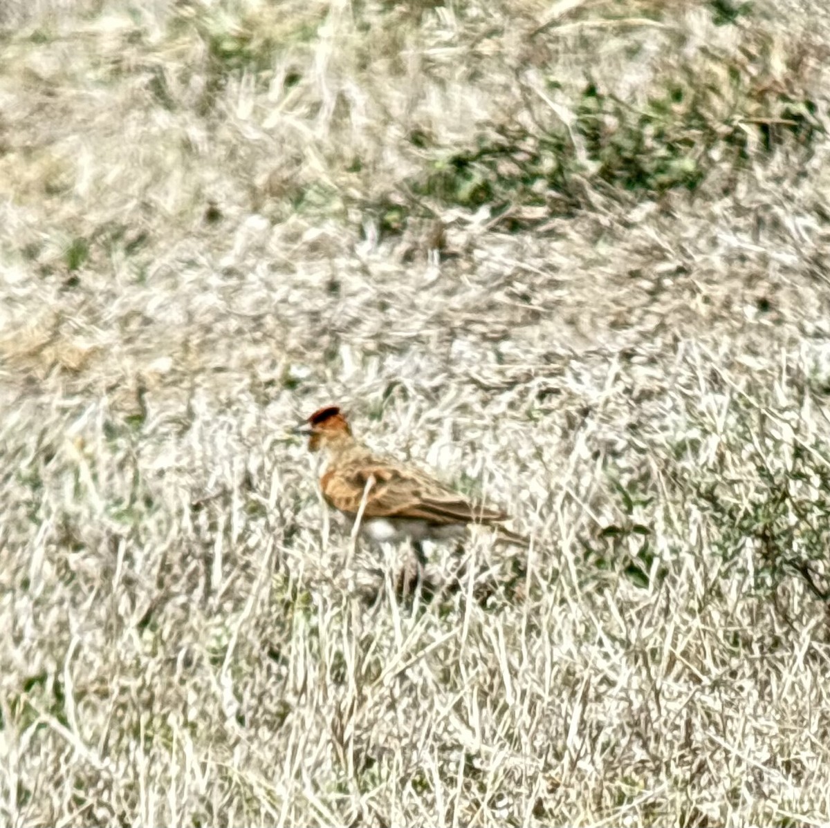 アフリカヒメコウテンシ - ML646107340