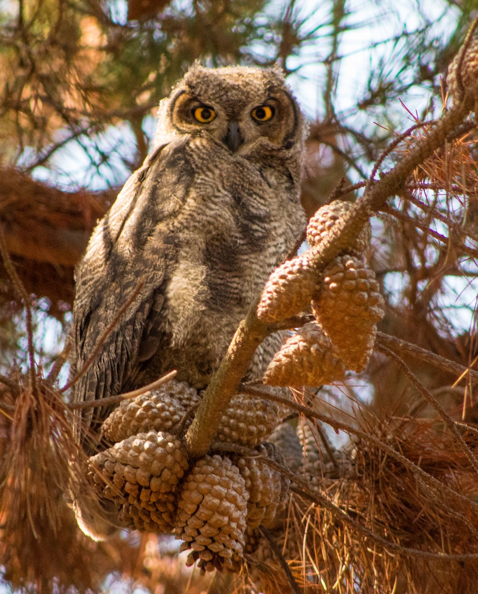 Lesser Horned Owl - ML646107342