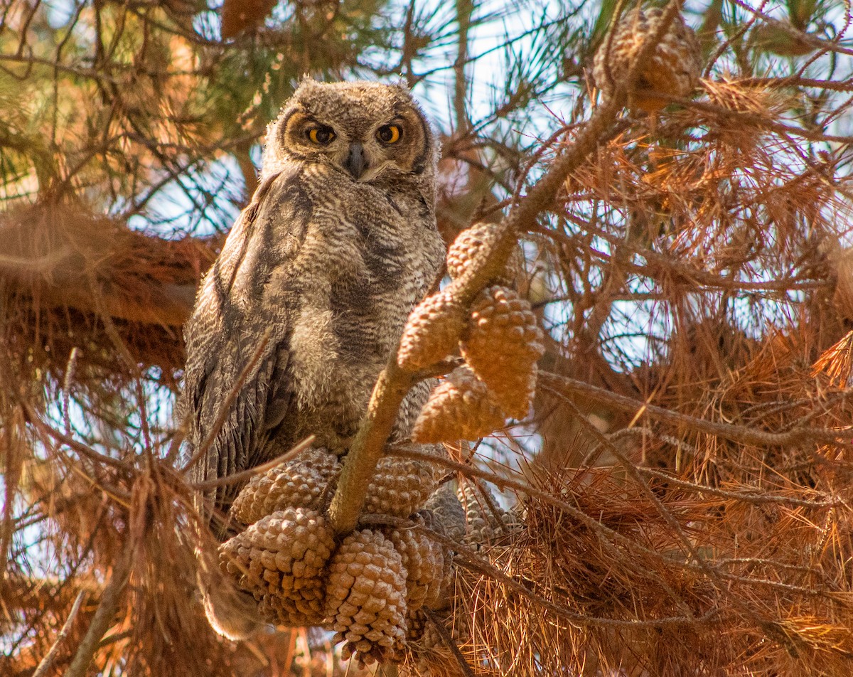 Lesser Horned Owl - ML646107347