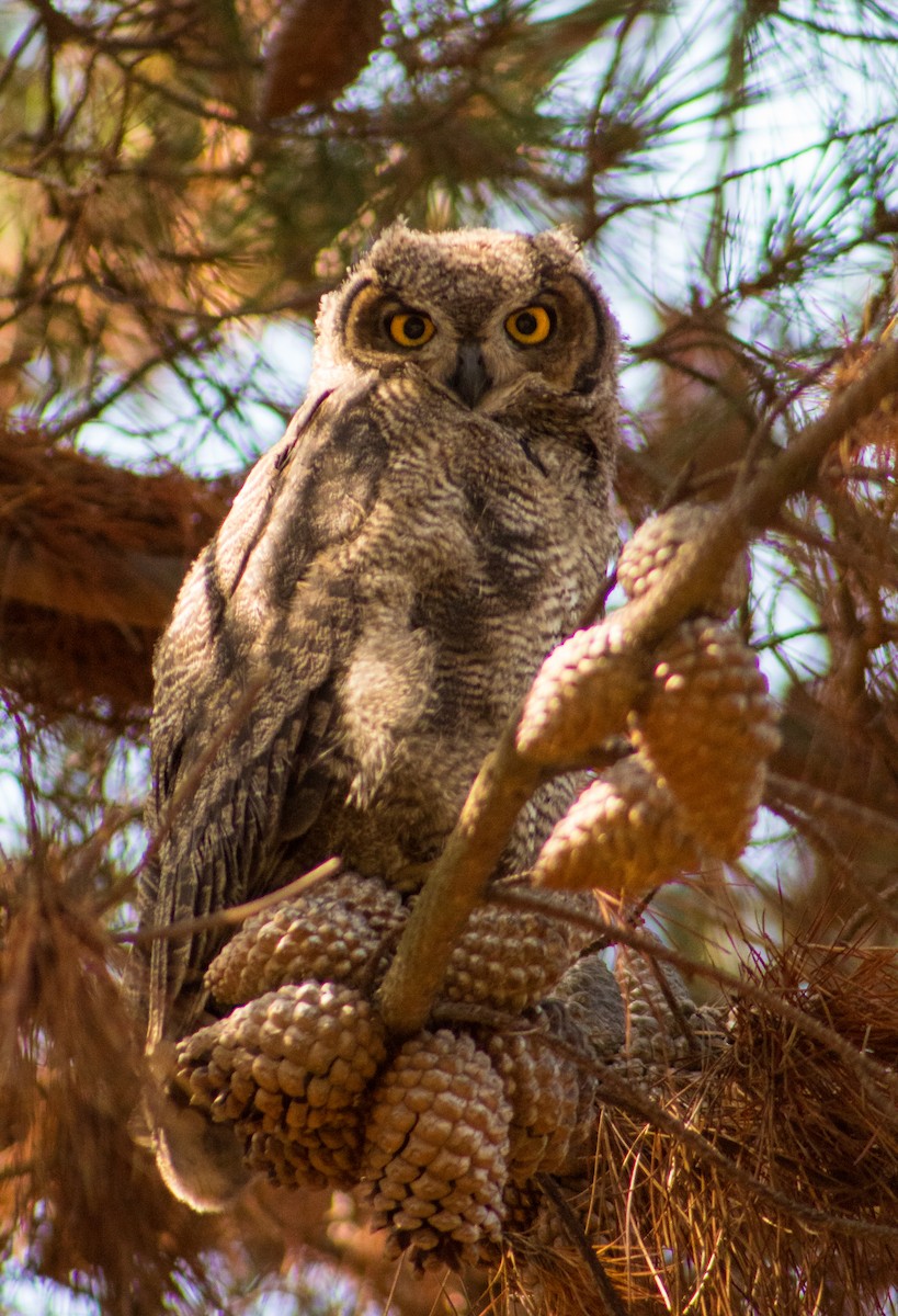 Lesser Horned Owl - ML646107349
