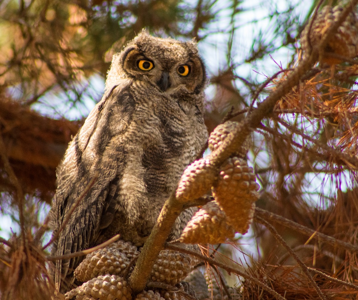 Lesser Horned Owl - ML646107350