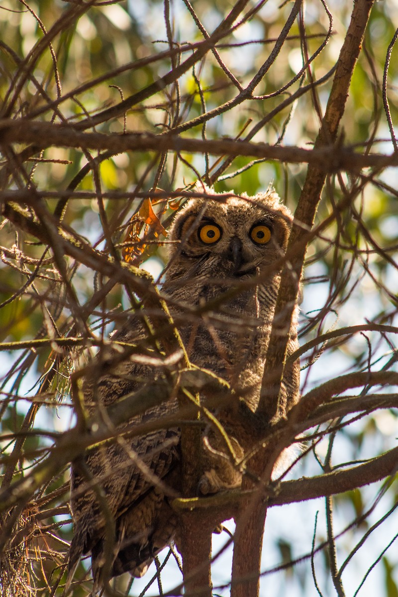 Lesser Horned Owl - ML646107352