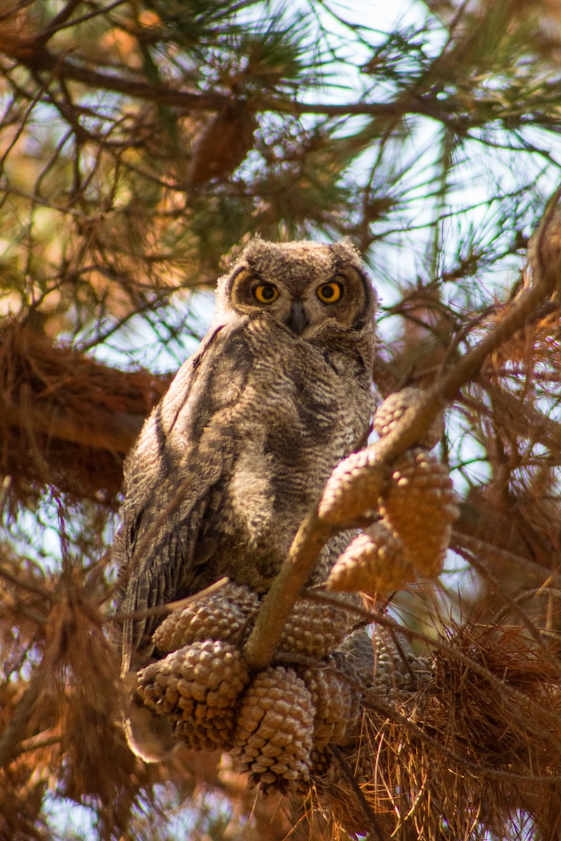 Lesser Horned Owl - ML646107353