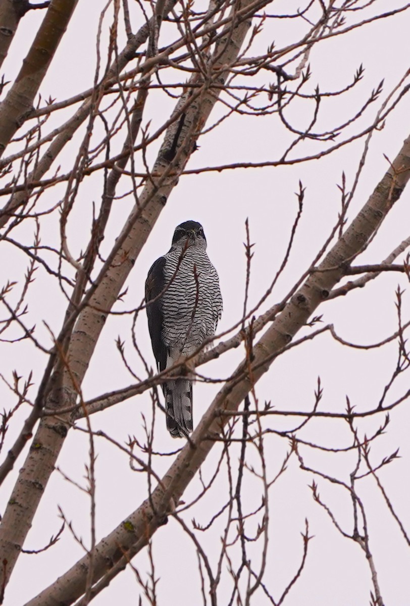 Яструб великий - ML646107354