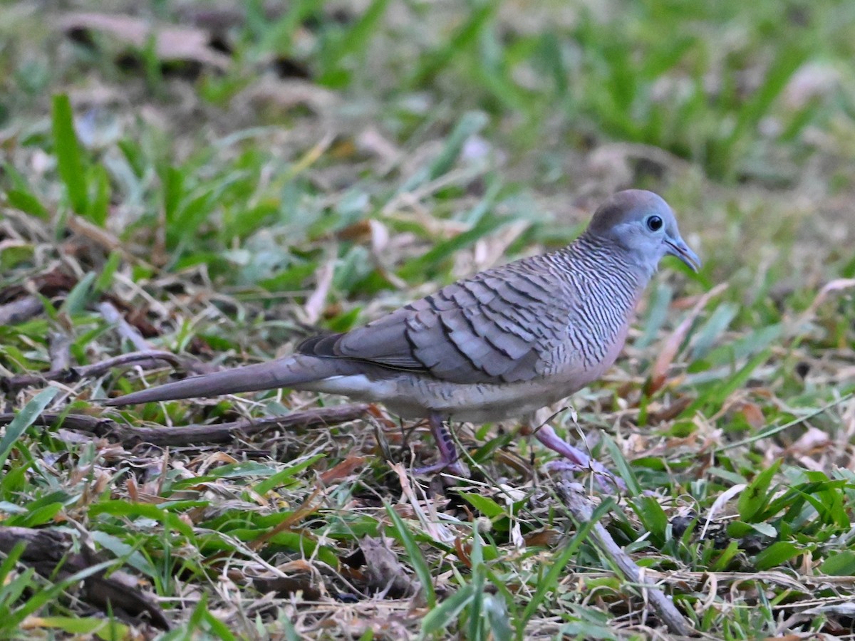 斑馬鳩 - ML646107355