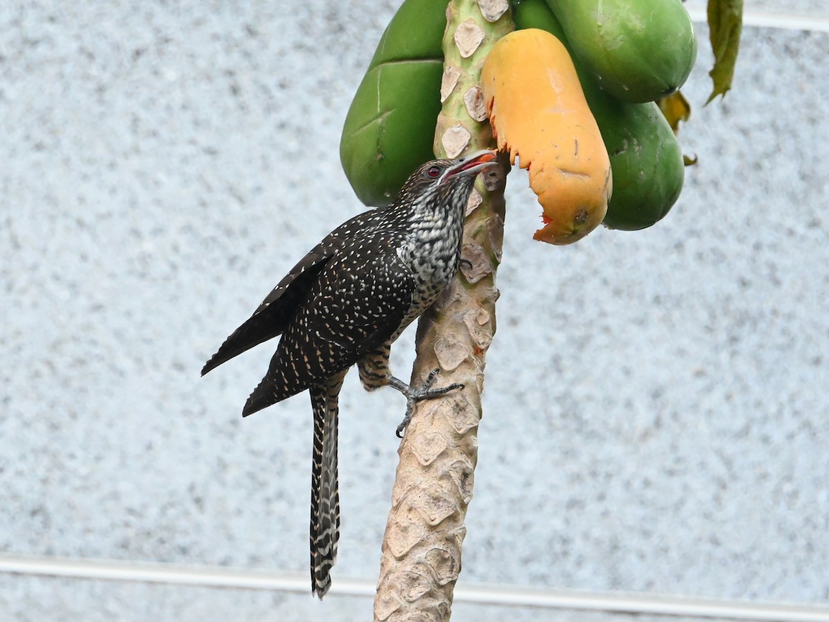 噪鵑 - ML646107357