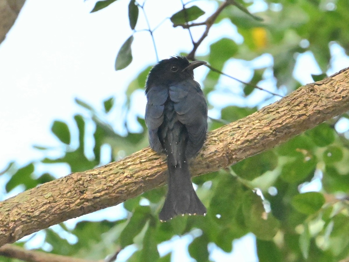 方尾烏鵑 - ML646107358