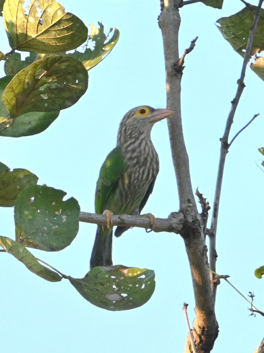 シロボシオオゴシキドリ - ML646107359