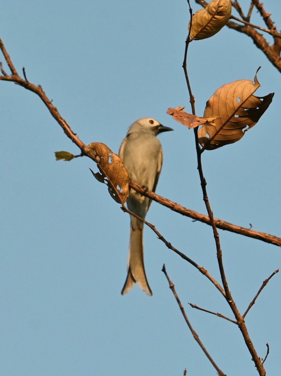 灰卷尾 - ML646107364