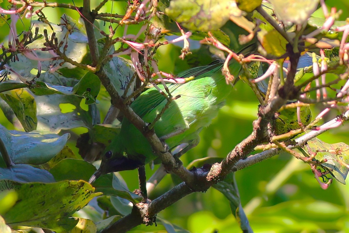 Золотолобая листовка - ML646107367