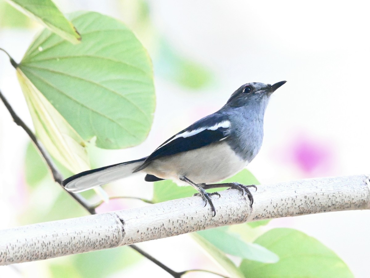 鵲鴝 - ML646107370