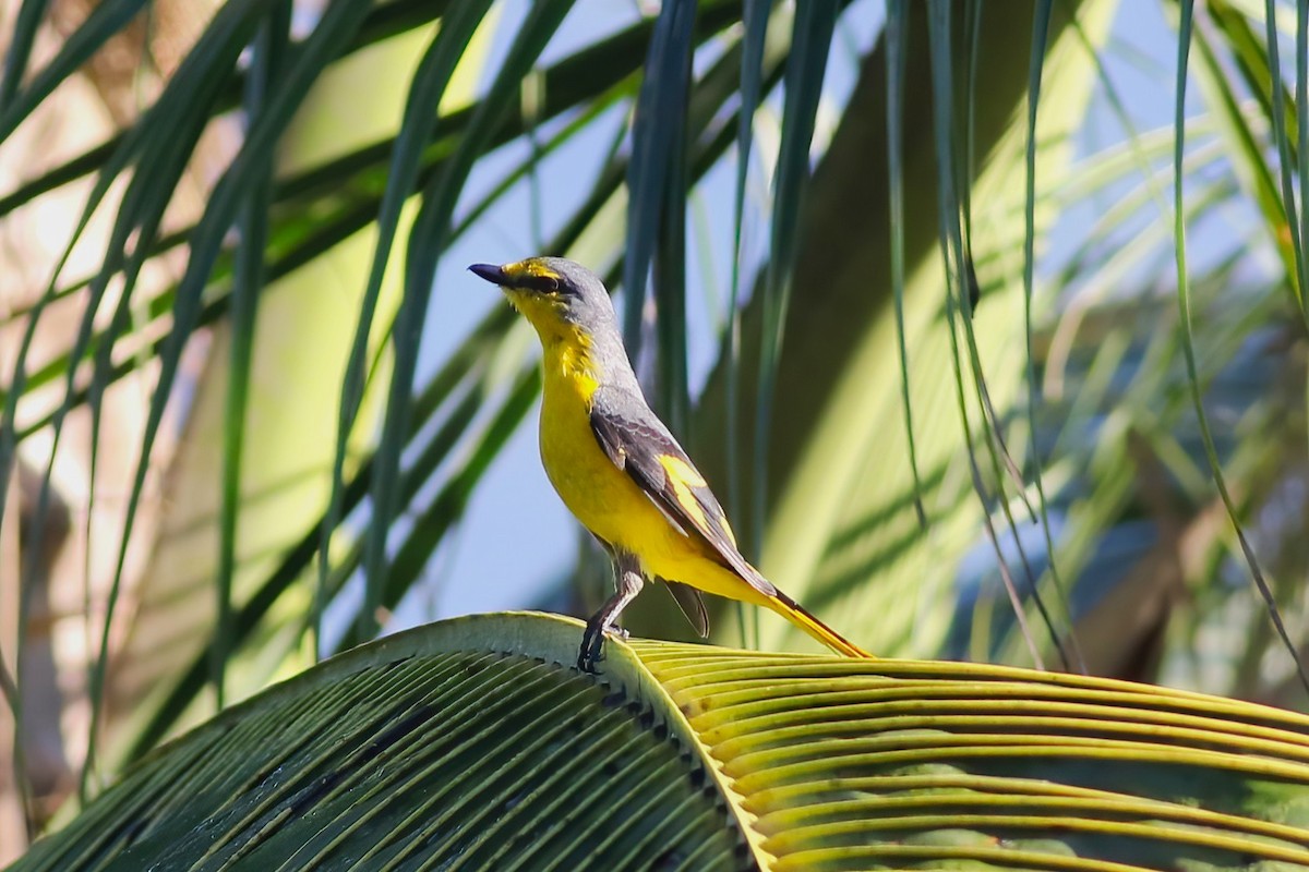 Оранжевый личинкоед - ML646107372