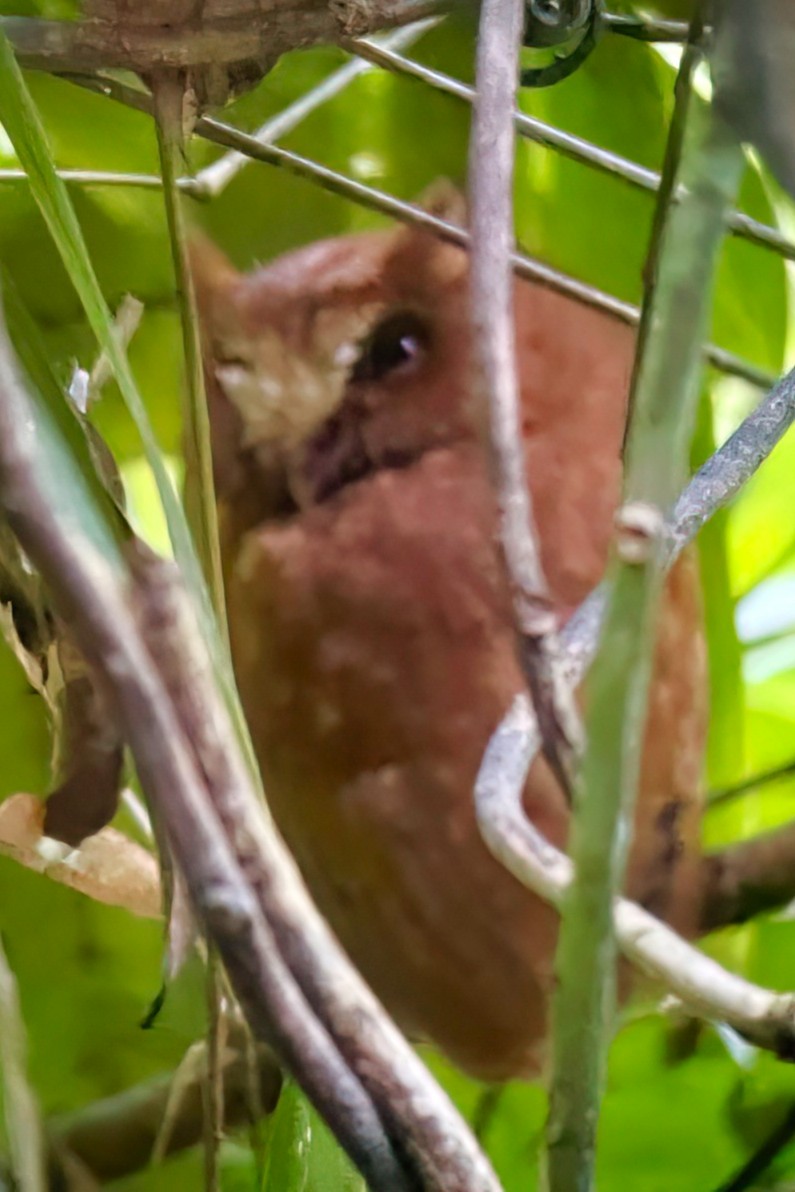 Цейлонская совка - ML646107373