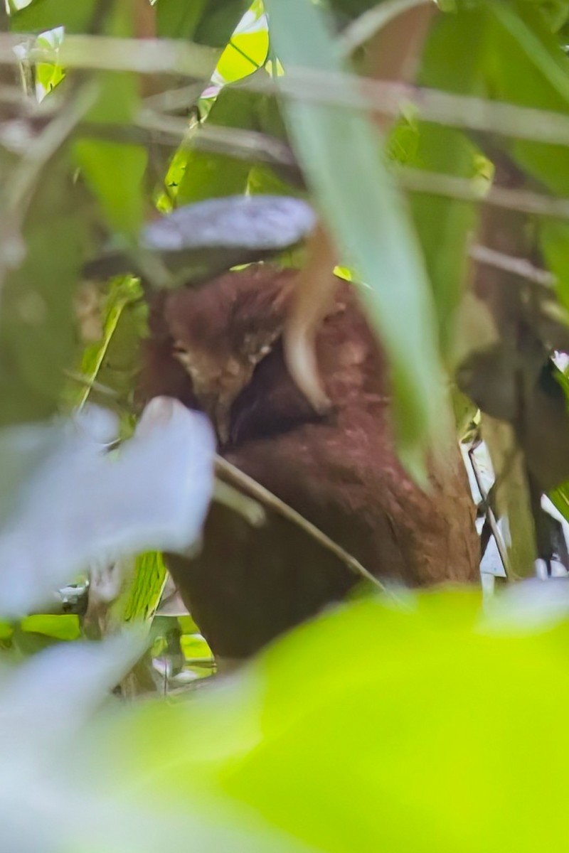 Цейлонская совка - ML646107374