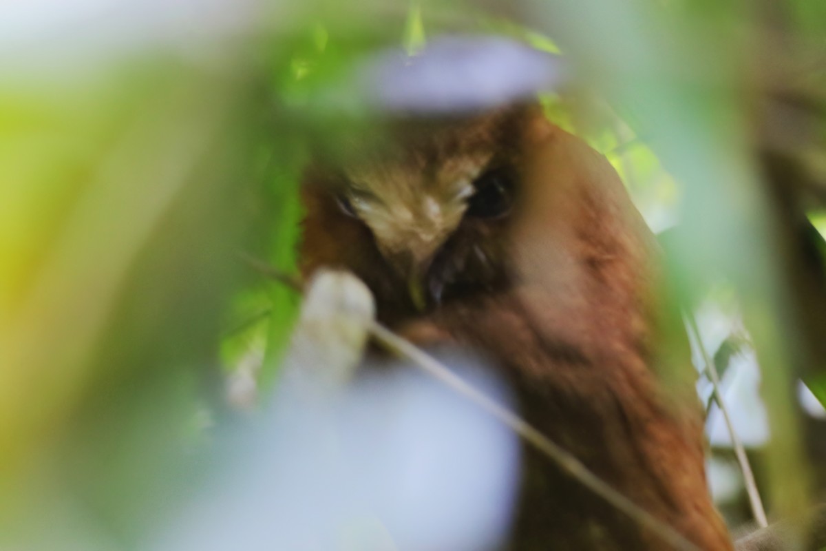 Цейлонская совка - ML646107375