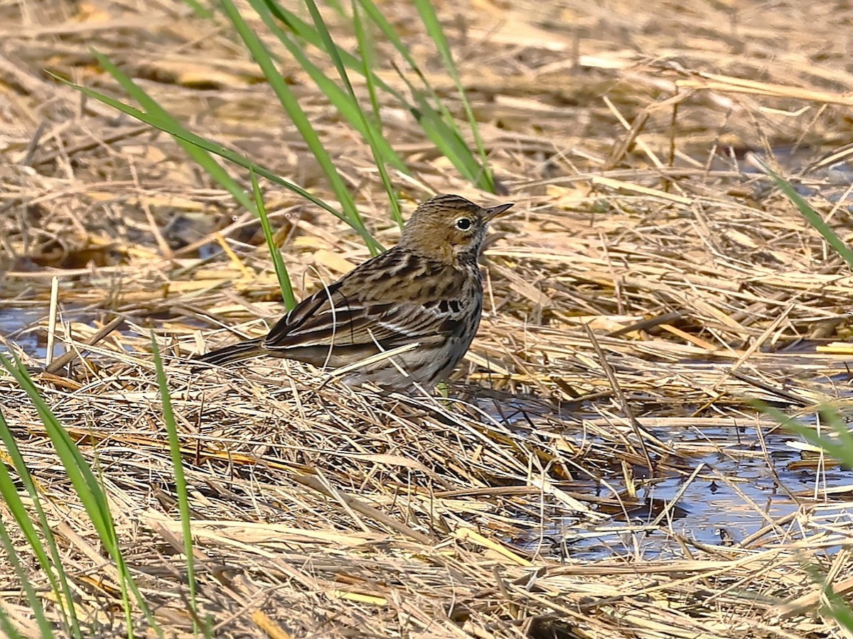 Краснозобый конёк - ML646107376