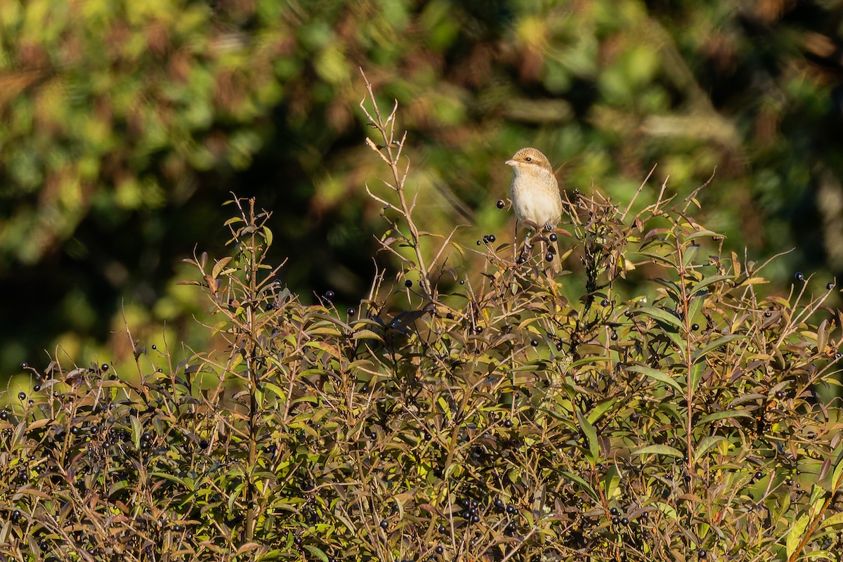 Обыкновенный жулан - ML646107377