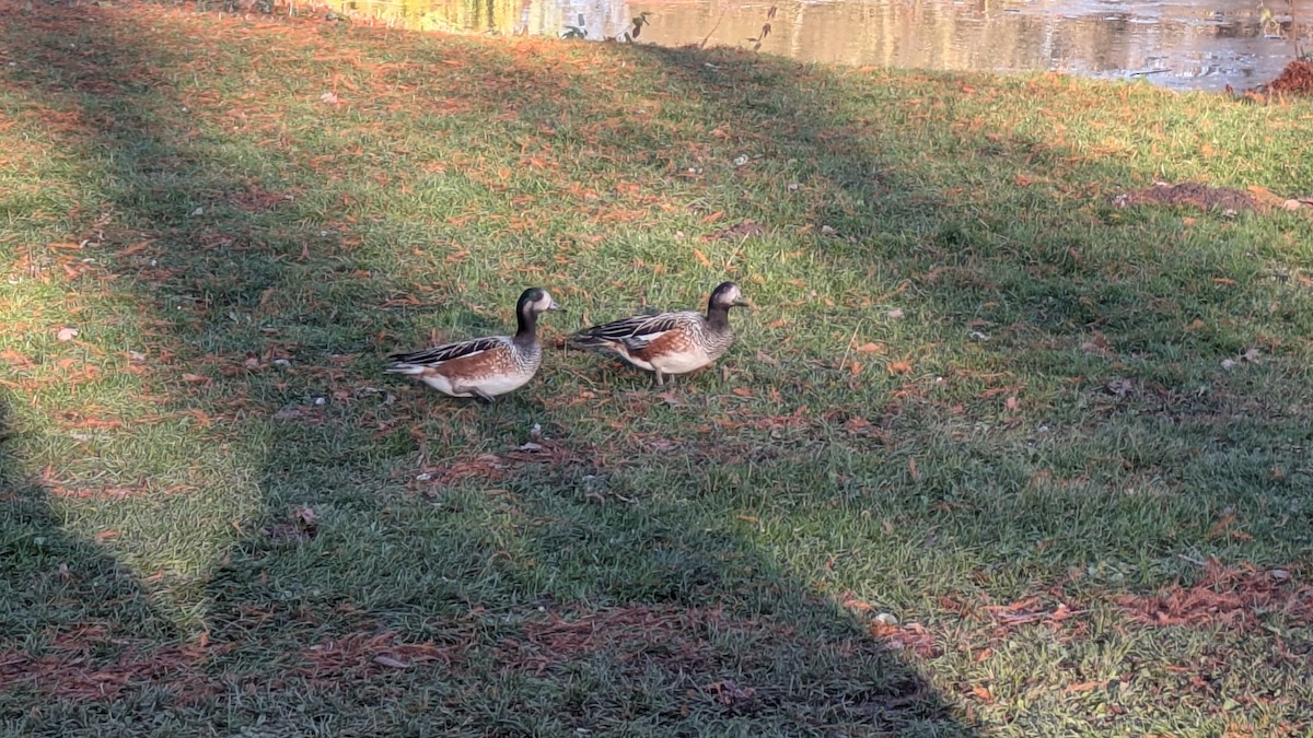Chiloe Wigeon - ML646107378