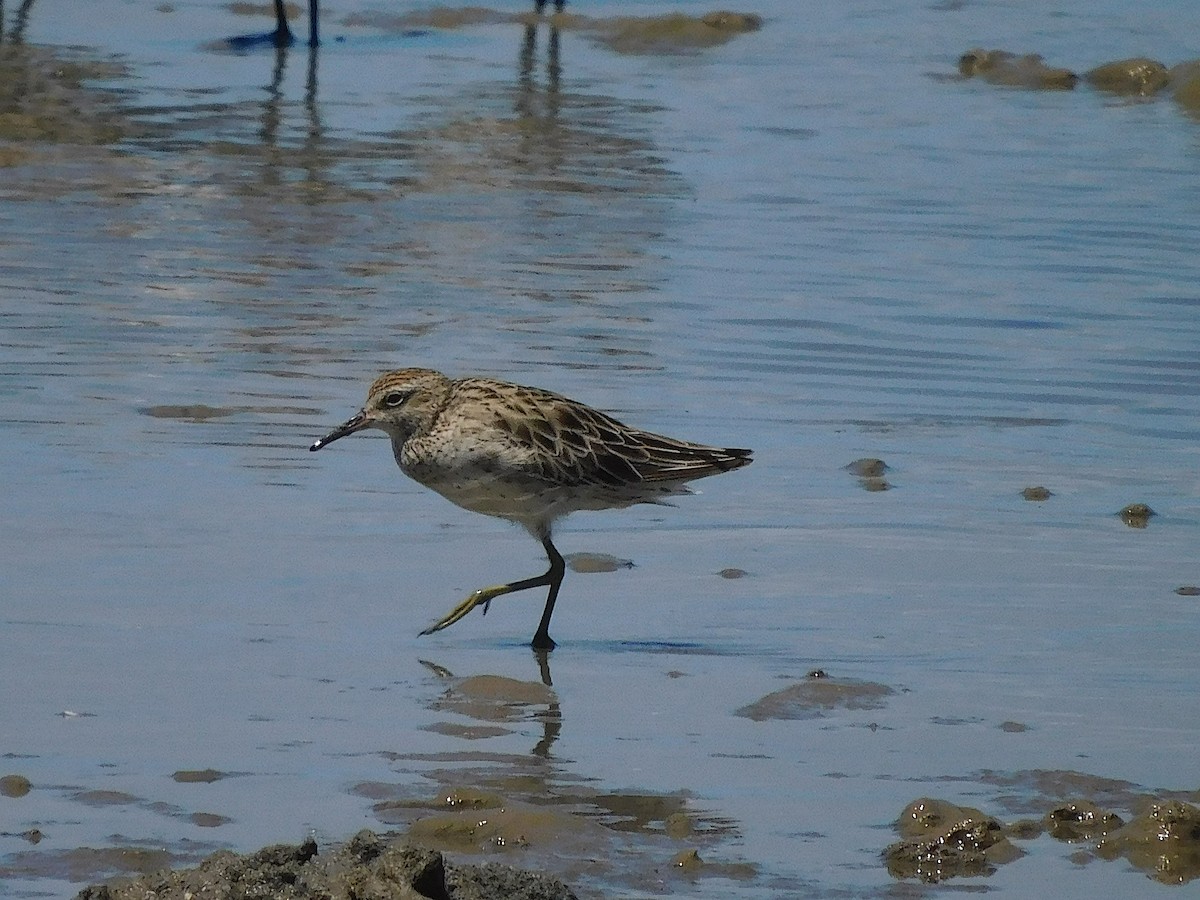 Острохвостый песочник - ML646107379