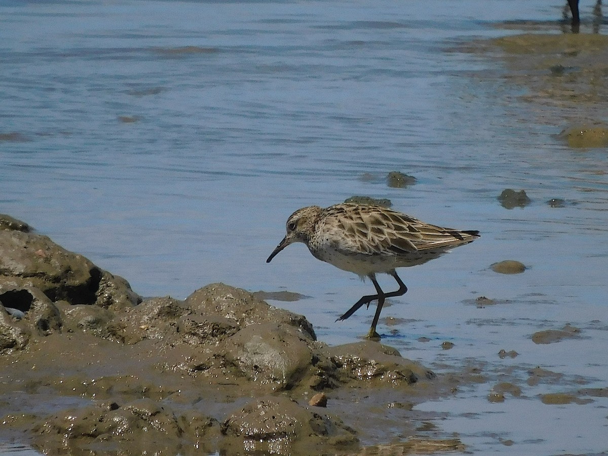 Острохвостый песочник - ML646107380